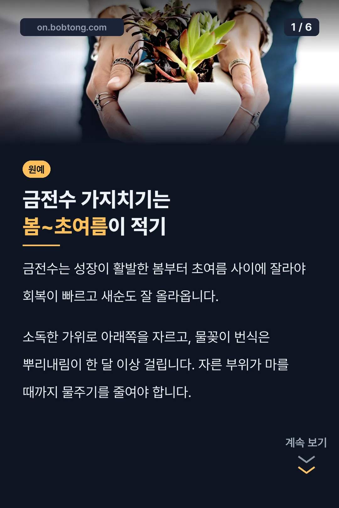 금전수 가지치기는 봄~초여름이 적기