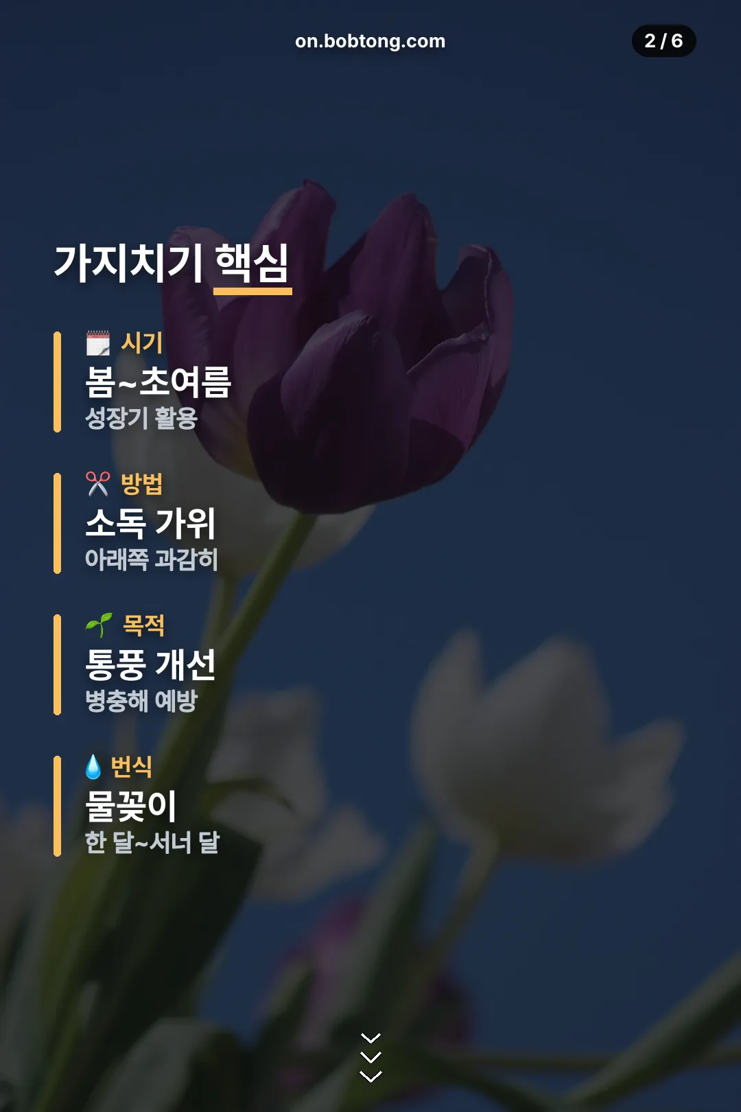 가지치기 핵심 요약