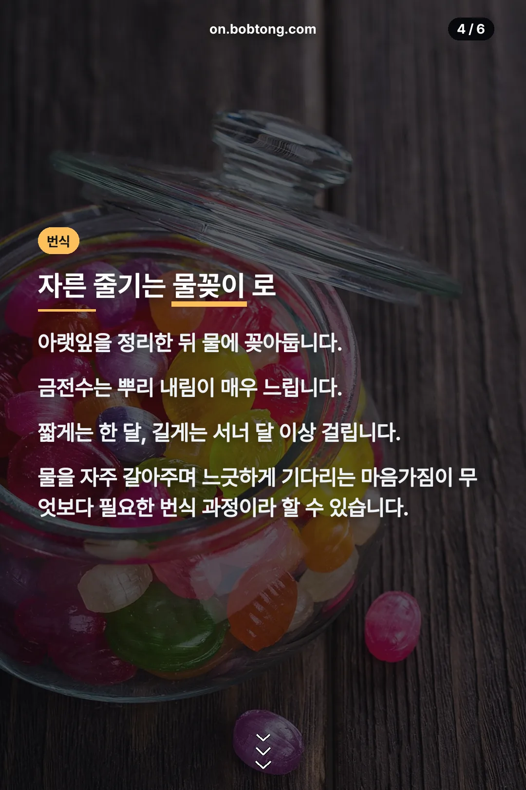 물꽂이 번식법