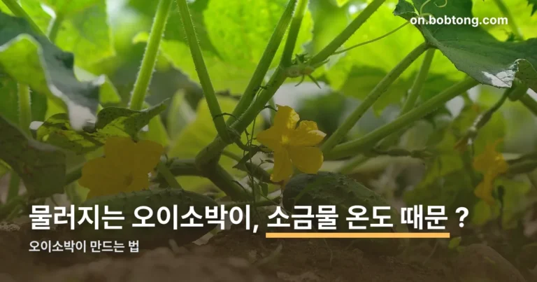 오이소박이 만드는 법 정리 썸네일
